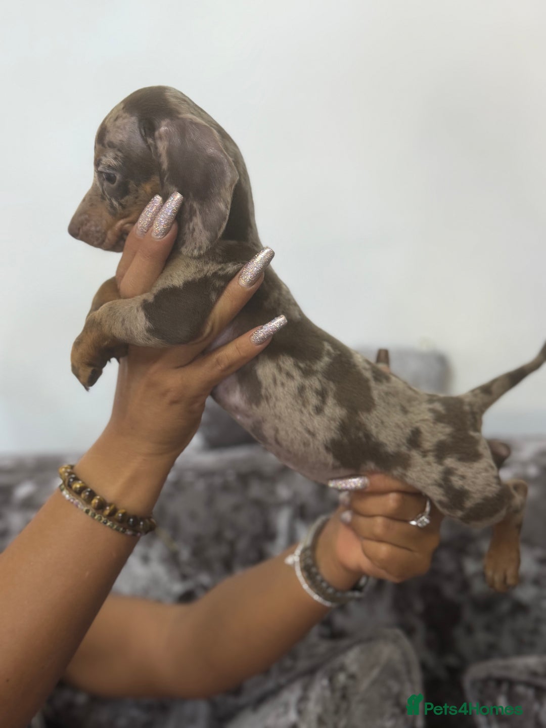 Miniature Dachshund dogs for sale: 7 stunning miniature dachshund puppies - Image 16