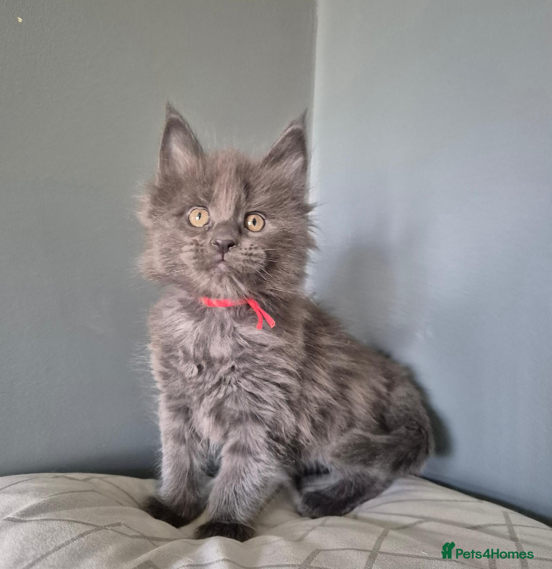 Maine Coon cats Active registered blue girl - Advert 16