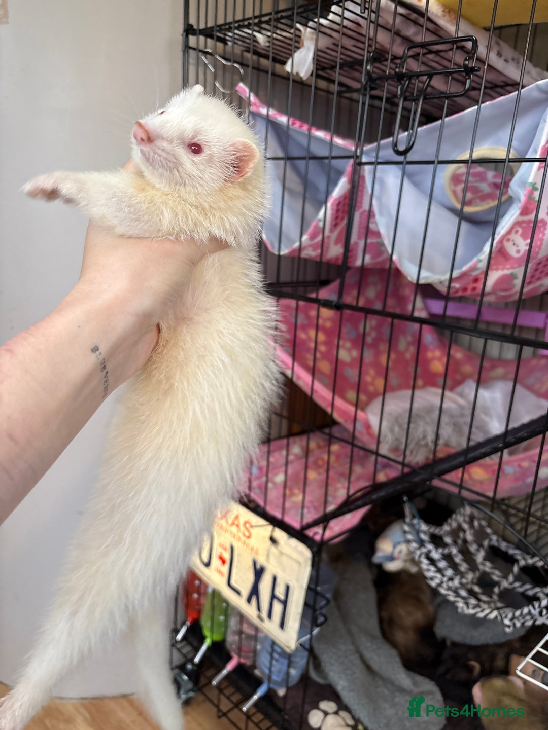 Ferret rodents for sale: Polecat hob, part angora albino Jill - Image 7