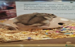 Hamster rodents for sale: Rehoming one female Russian Dwarf - Image 3
