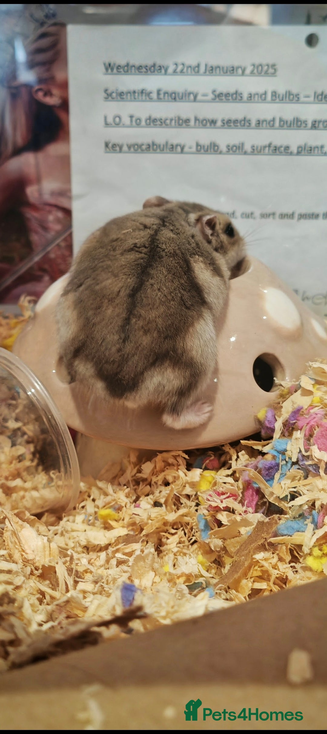 Hamster rodents for sale: Rehoming one female Russian Dwarf - Image 3