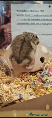 Hamster rodents - Advert 16