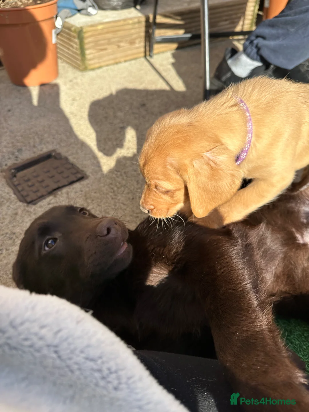 Labrador Retriever dogs for sale: KC registered chocolate Labrador bitch  - Advert 1