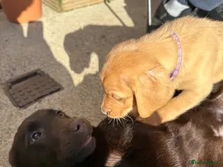 Labrador Retriever dogs KC registered chocolate Labrador bitch - Advert 1