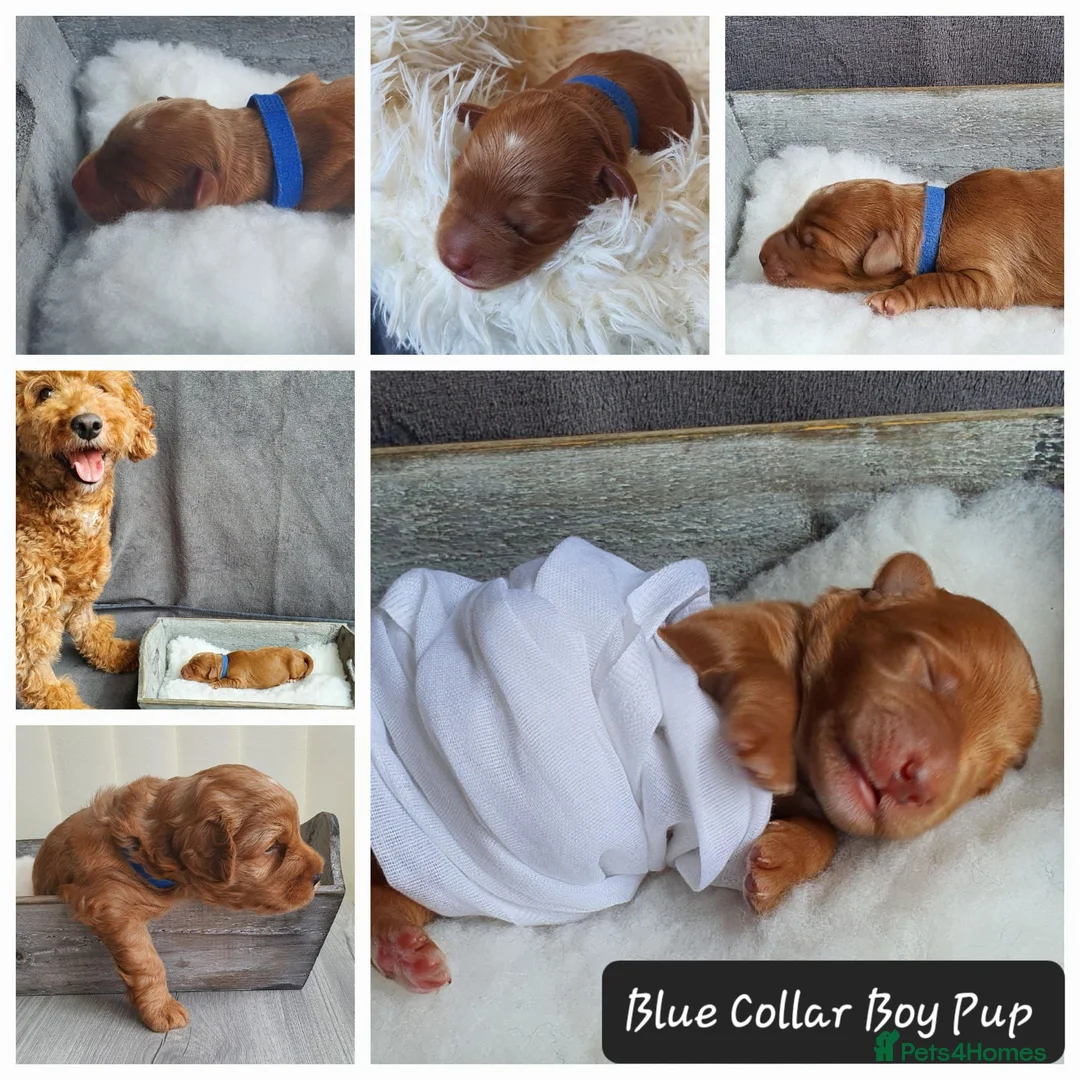 Australian Labradoodle dogs for sale: Health tested Australian Double Doodle  in Lancaster - Advert 1