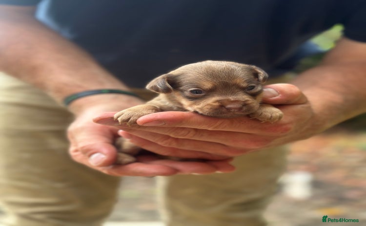 Patterdale Terrier dogs - Advert 13