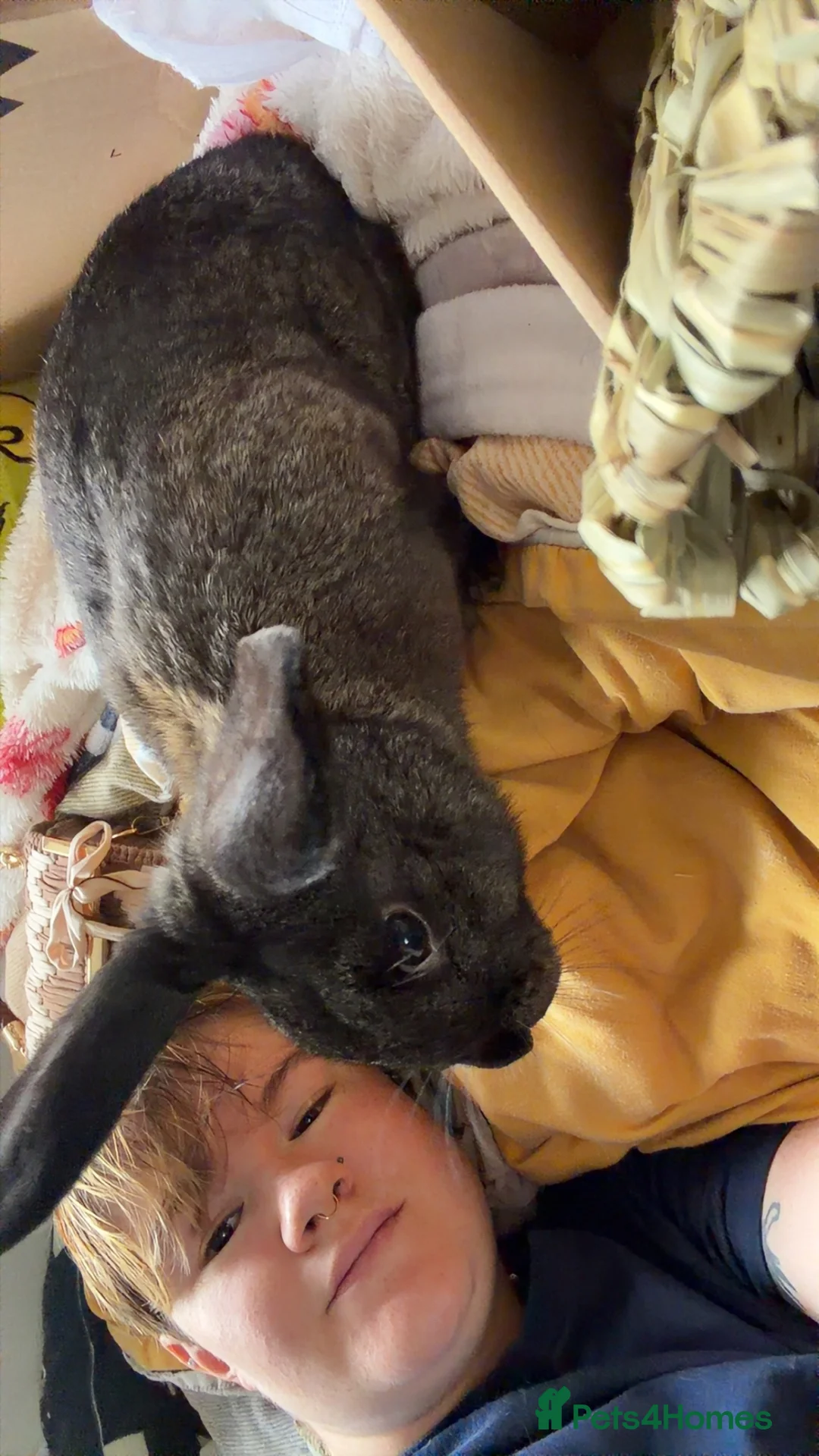 Mini Lop rabbits for sale: Mini lop looking for new home urgently  - Advert 2