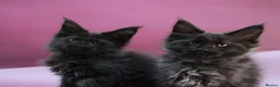 Maine Coon cats for sale: 🔥Black & Smoke Maine Coon Kittens🔥 - Advert 9