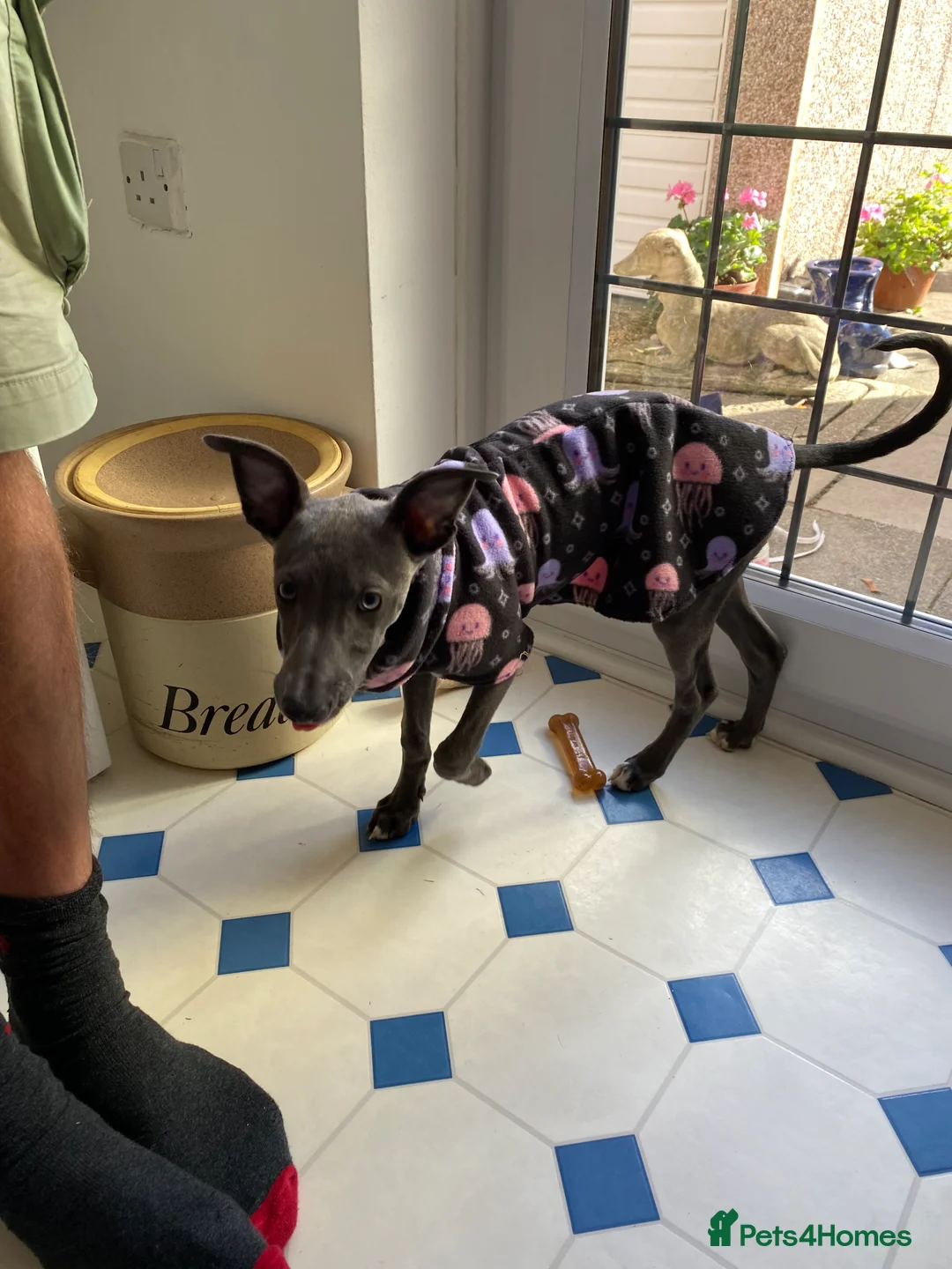Whippet dogs for sale: Whippet Puppy  in Southampton - Advert 2