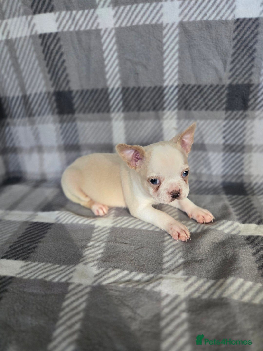 French Bulldog dogs for sale: French bulldog pups pink/fluffy READY NOW - Image 6