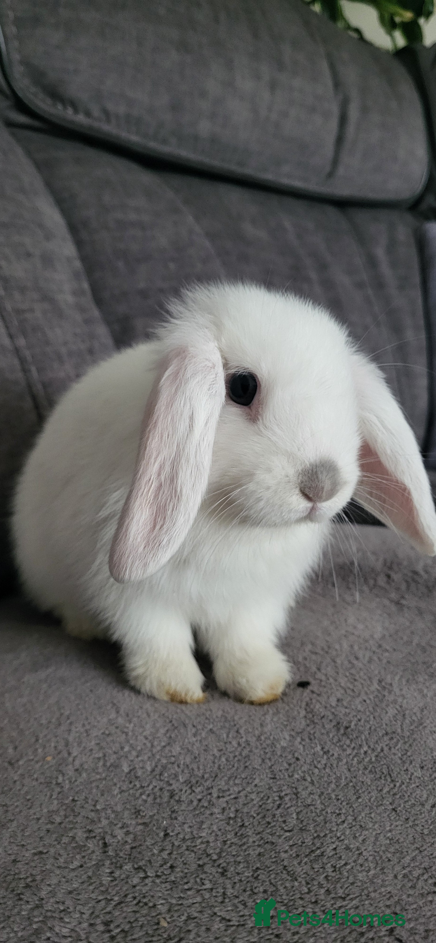 Mini Lop rabbits Mini lop looking for the best possible homes . - Advert 16