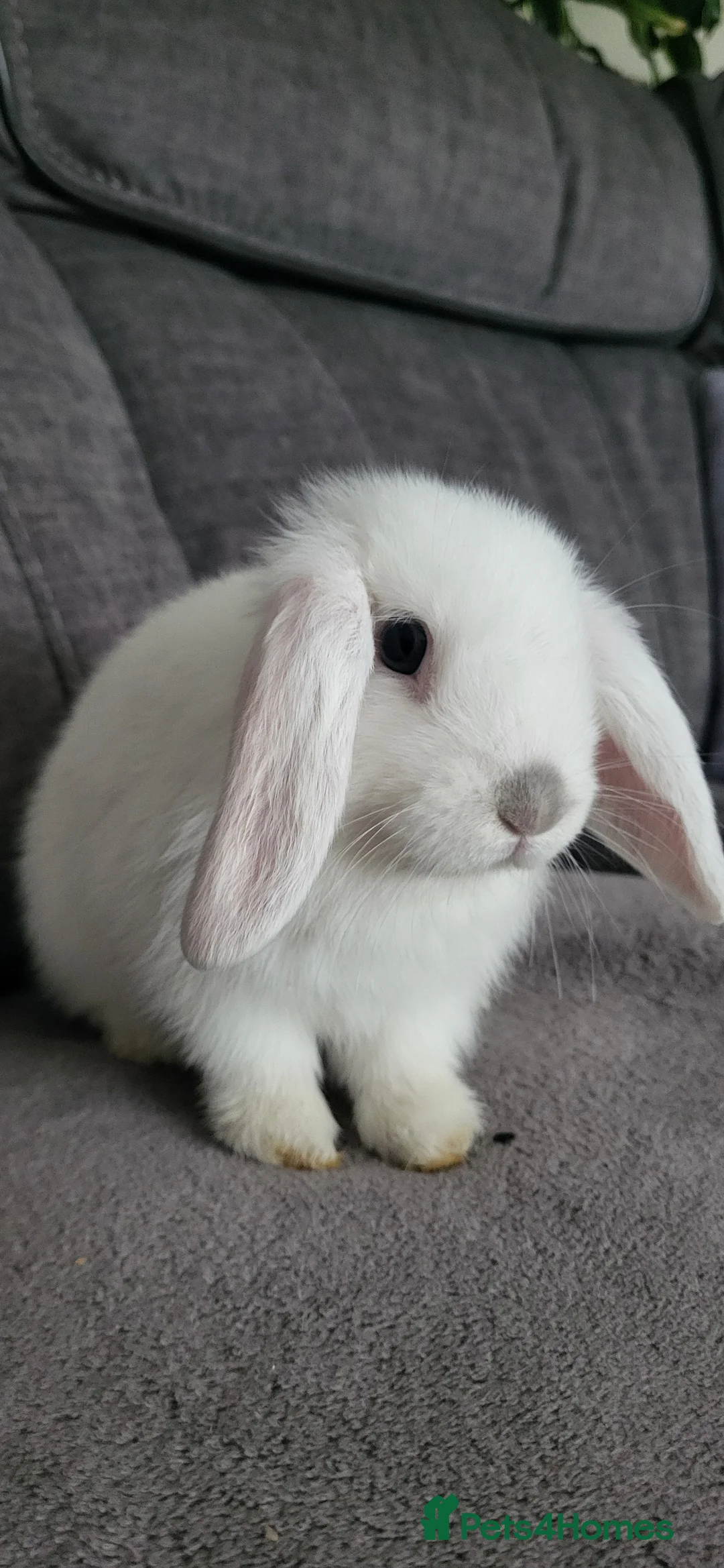 Mini Lop rabbits for sale: Mini lop looking for the best possible homes . - Advert 1