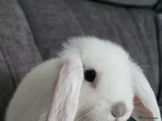 Mini Lop rabbits Mini lop looking for the best possible homes . - Advert 18