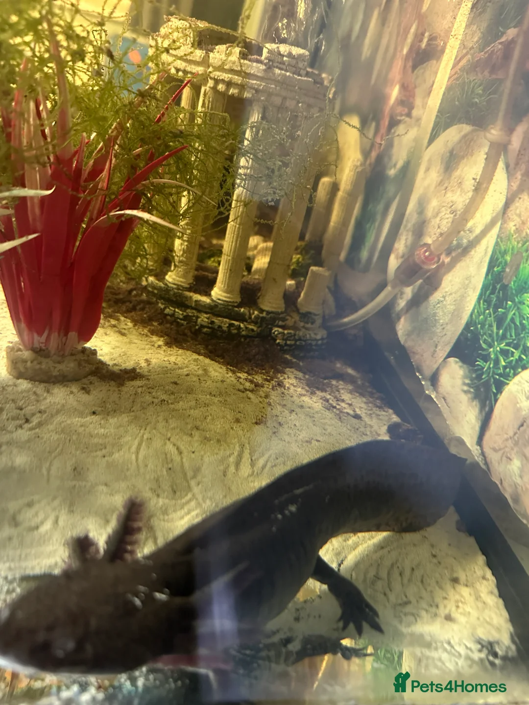 Axolotl reptiles for sale: 2 Axolotls  in Chesterfield - Advert 4