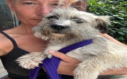 Mixed Breed dogs for adoption: Suzy - Norwich Norfolk  - Image 9