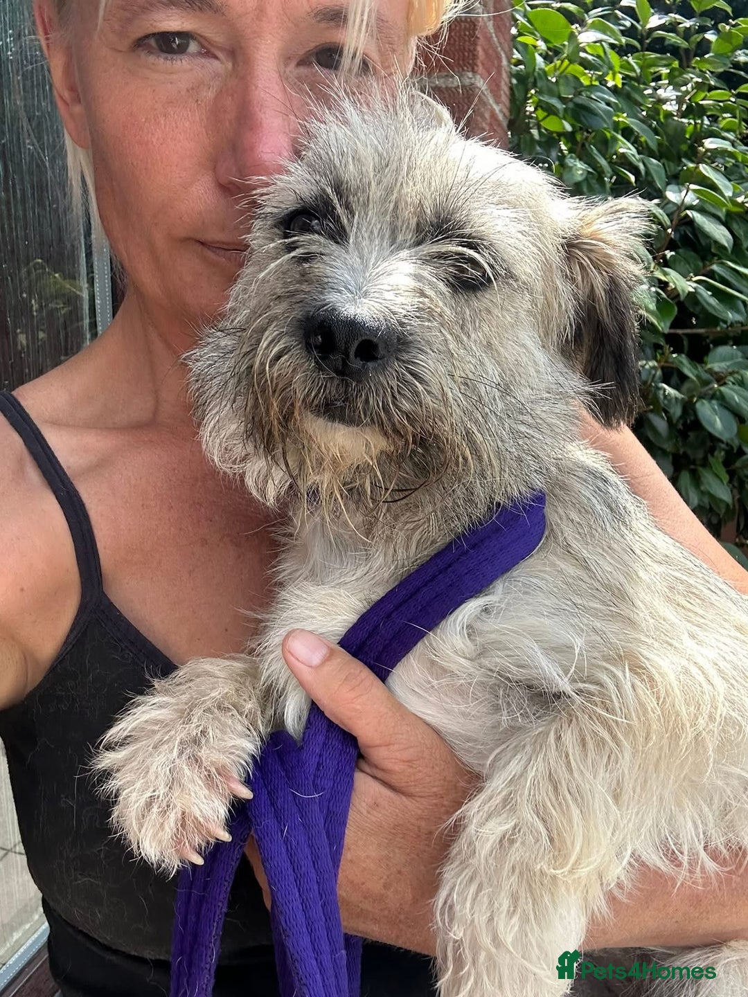 Mixed Breed dogs for adoption: Suzy - Norwich Norfolk  - Image 9