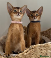 Abyssinian cats - Advert 2