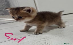 British Shorthair cats for sale: British short hair in Birmingham - Image 7