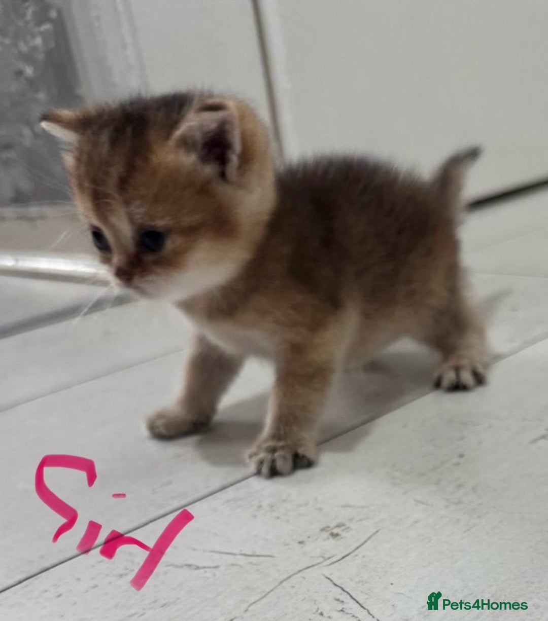 British Shorthair cats for sale: British short hair in Birmingham - Image 7