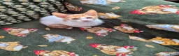 Mixed Breed cats for sale: KITTENS READY TO LEAVE in Oldbury - Advert 14