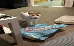 Mixed Breed cats for sale: Sweet boy  - Image 4