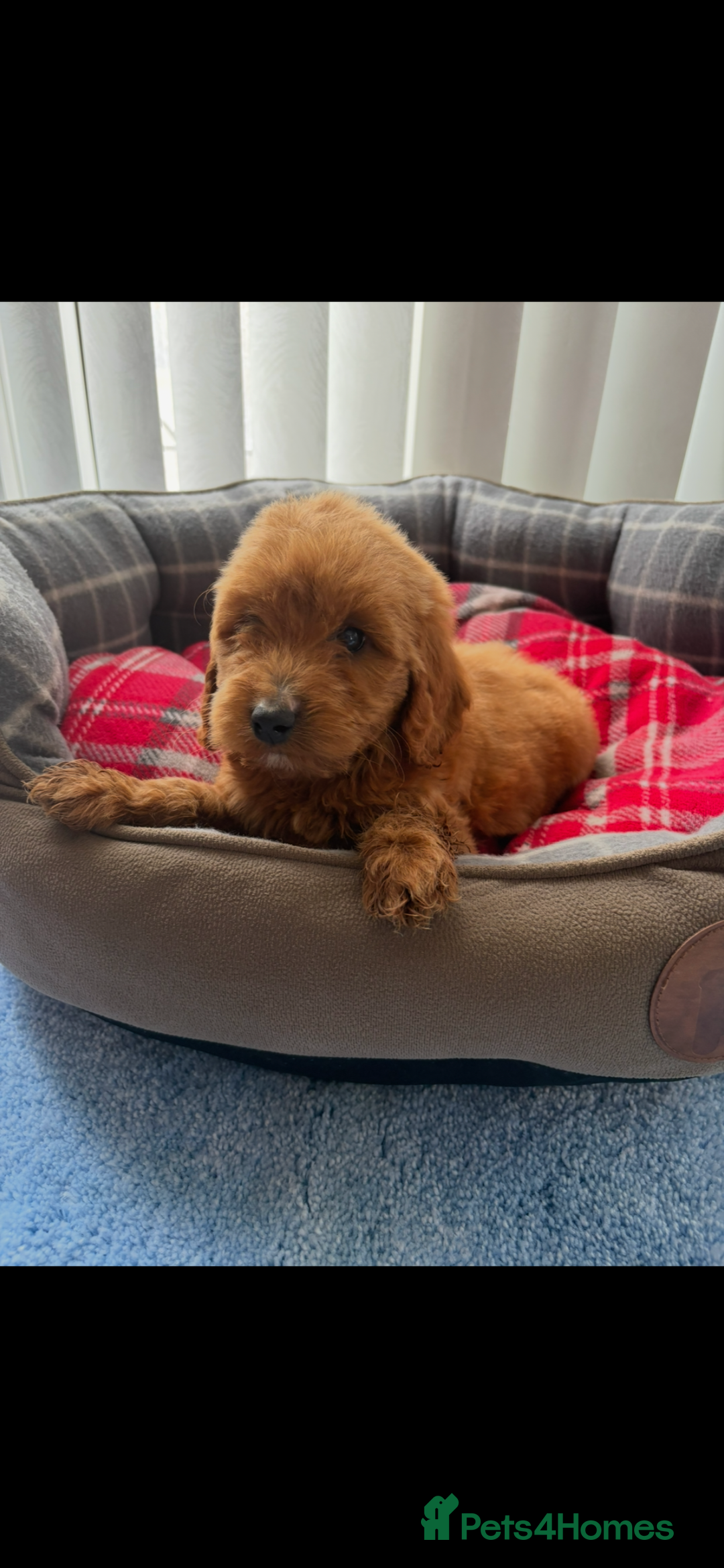 Cockapoo dogs for sale: Beautiful  Cockapoo puppies  - Image 24