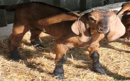 Goats livestock for sale: Stunning Anglo Nubian Wether ready now - Image 2