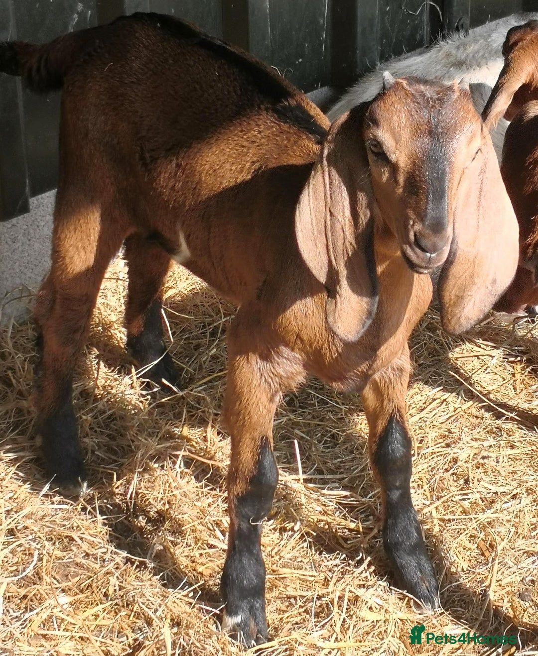 Goats livestock for sale: Stunning Anglo Nubian Wether ready now - Image 2