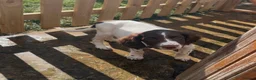 English Springer Spaniel dogs for sale: 14 Week Old Female Springer Spaniel  - Advert 13