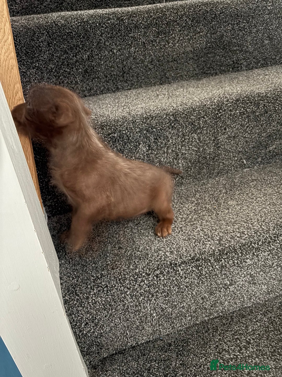 Patterdale Terrier dogs for sale: Patterdale Terrier pups  - Advert 4