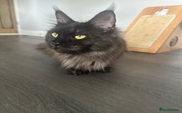 Maine Coon cats for sale: TICA Registered Black Smoke Maine Coon Female - Image 5
