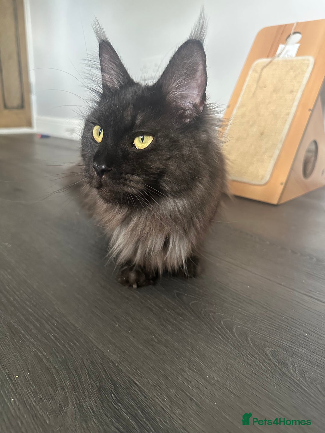 Maine Coon cats for sale: TICA Registered Black Smoke Maine Coon Female - Image 5