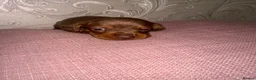 Dachshund dogs for sale: Dachshund  - Advert 20