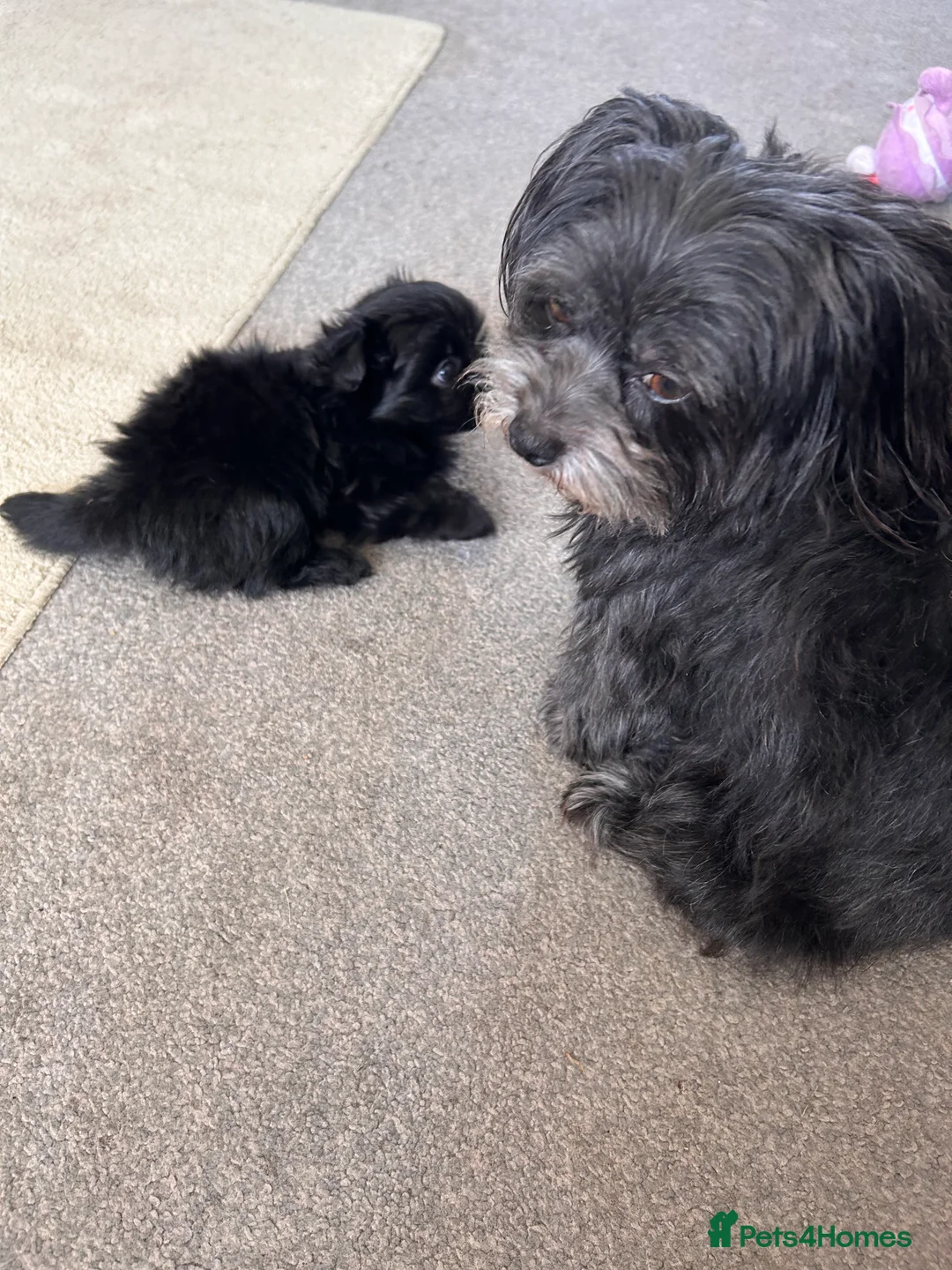 Maltipom dogs for sale: 2 absolute princesses  - Advert 1