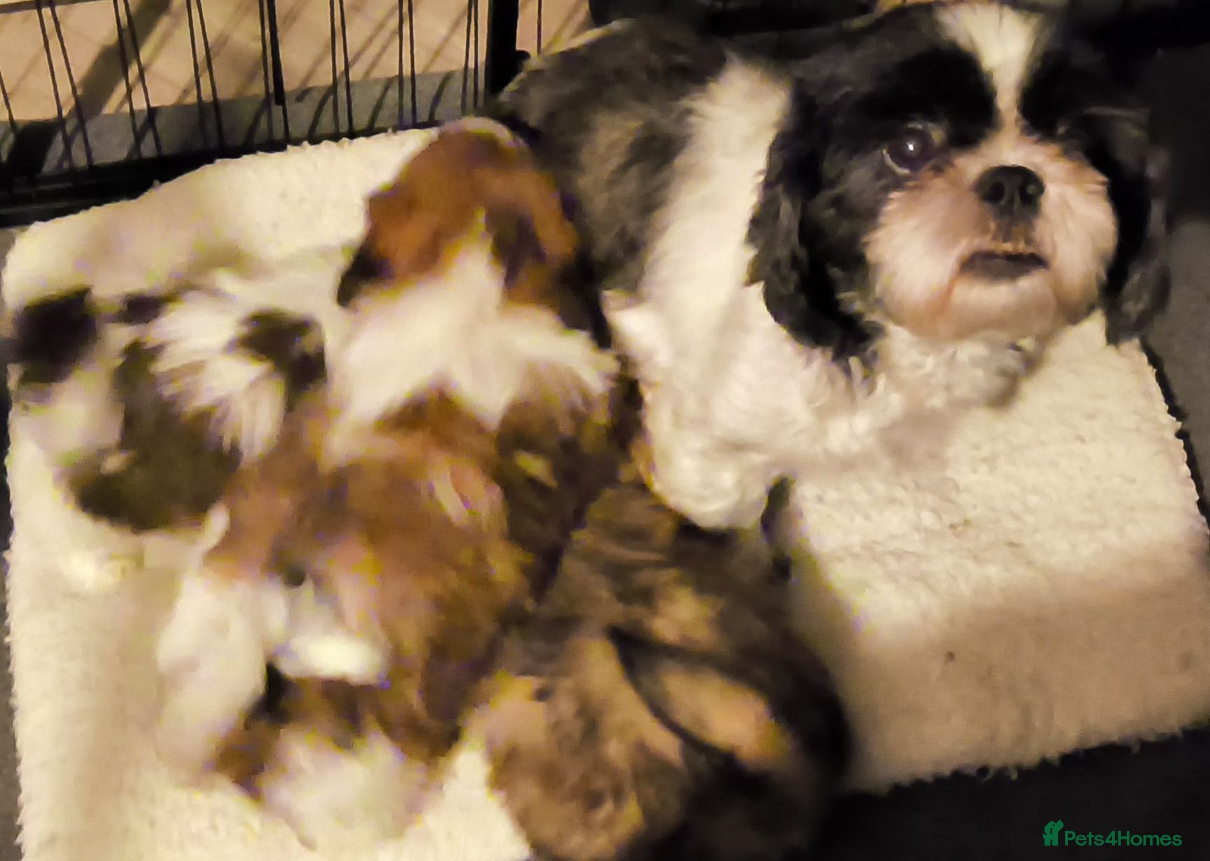 Shih Tzu dogs Quality Half Imperial Shihtzus. - Advert 1