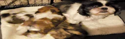 Shih Tzu dogs for sale: Quality Half Imperial Shihtzus. - Advert 6