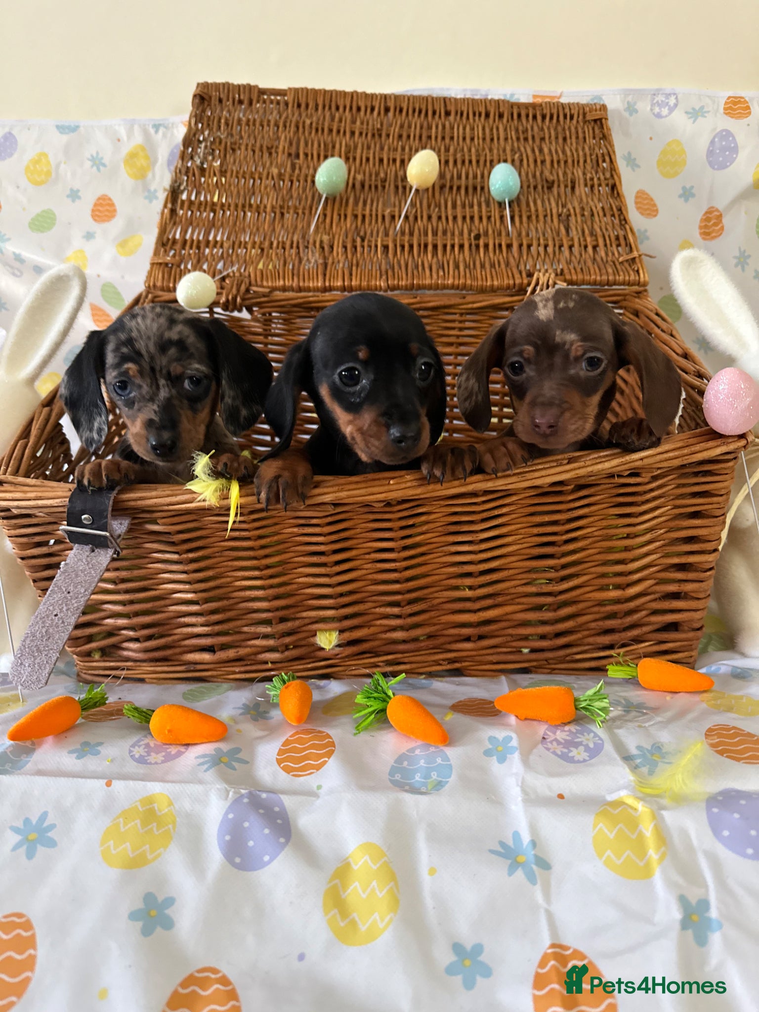 Dachshund dogs Miniature Daschunds puppies - Advert 1