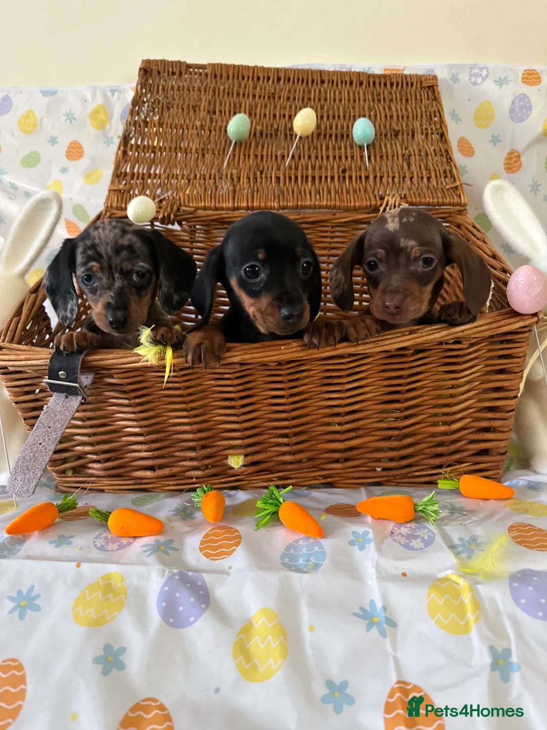 Dachshund dogs for sale: Miniature Daschunds puppies - Advert 1