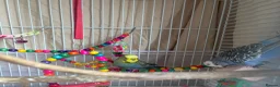 Budgerigars birds for sale: 2 mixed colour budgies for sale, with cage. in West Malling - Advert 6