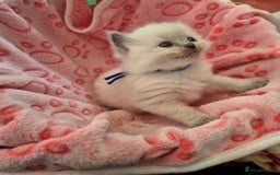 Ragdoll cats for sale: Beautiful Ragdoll Kittens, GCCF & Tica Registered - Image 9