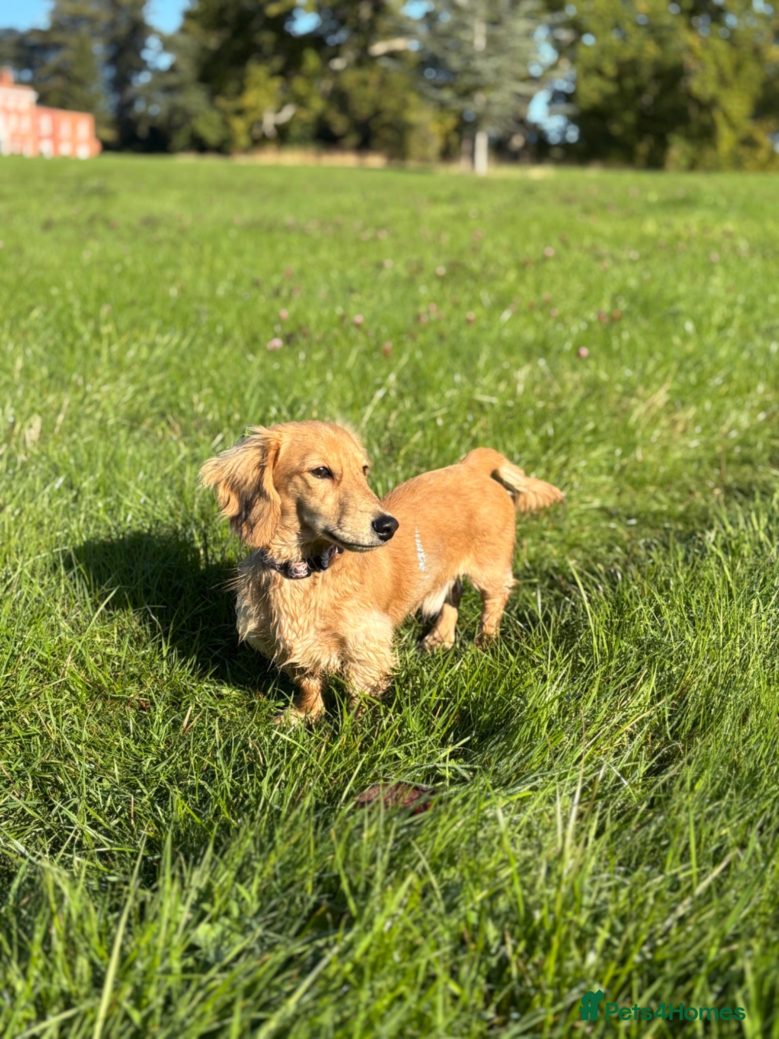 Miniature Dachshund dogs mini dachshund for stud  - Advert 1