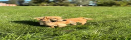 Miniature Dachshund dogs for stud: mini dachshund for stud  - Advert 1
