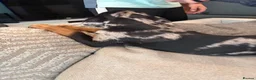Mixed Breed dogs for sale: 6 Rottweiler catahoula bully puppies  - Advert 28