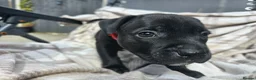 Staffordshire Bull Terrier dogs for sale: Staffy pups in Coleford - Advert 13