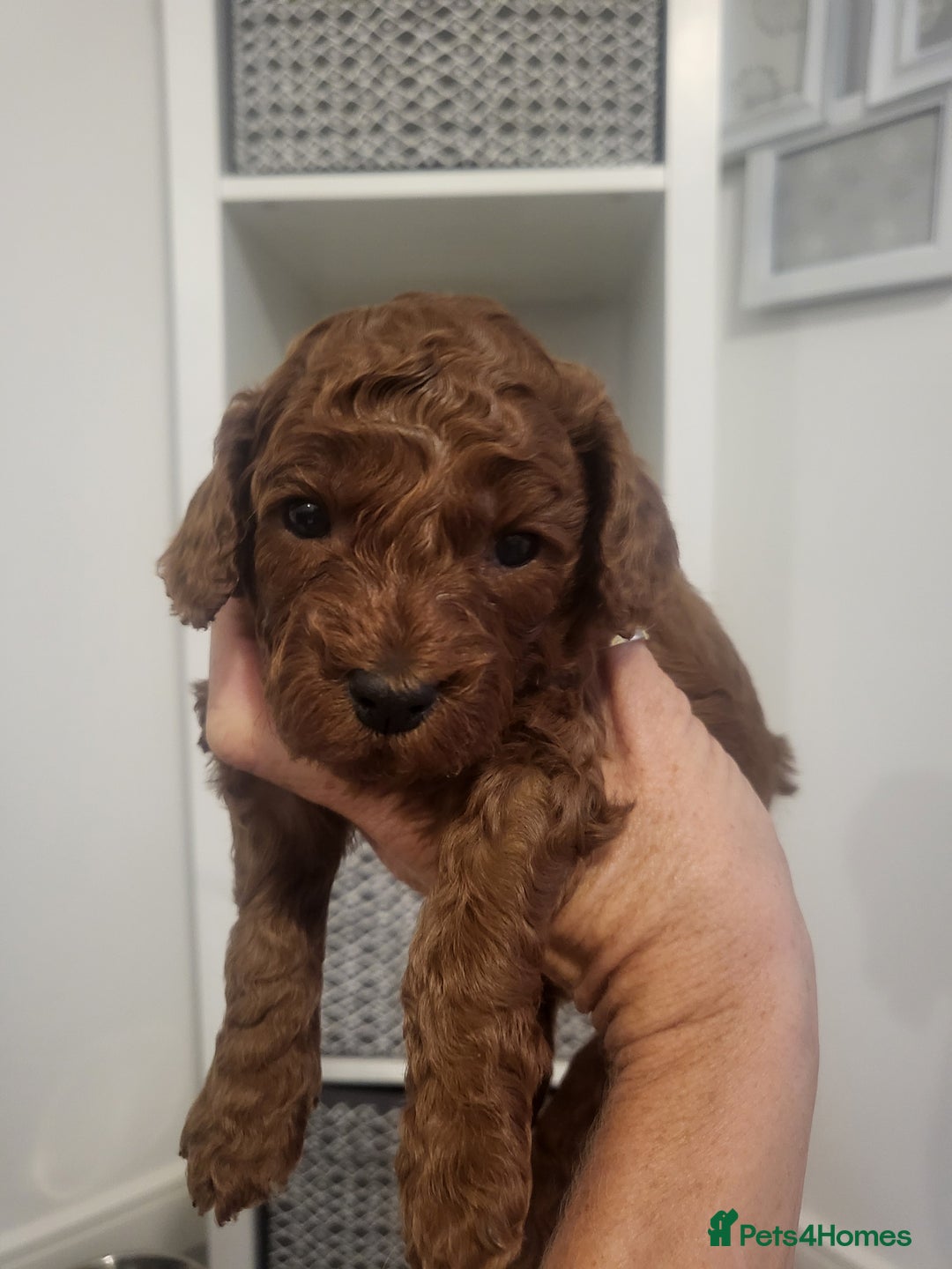 Cavachon dogs for sale: Cavapoochon - Image 8