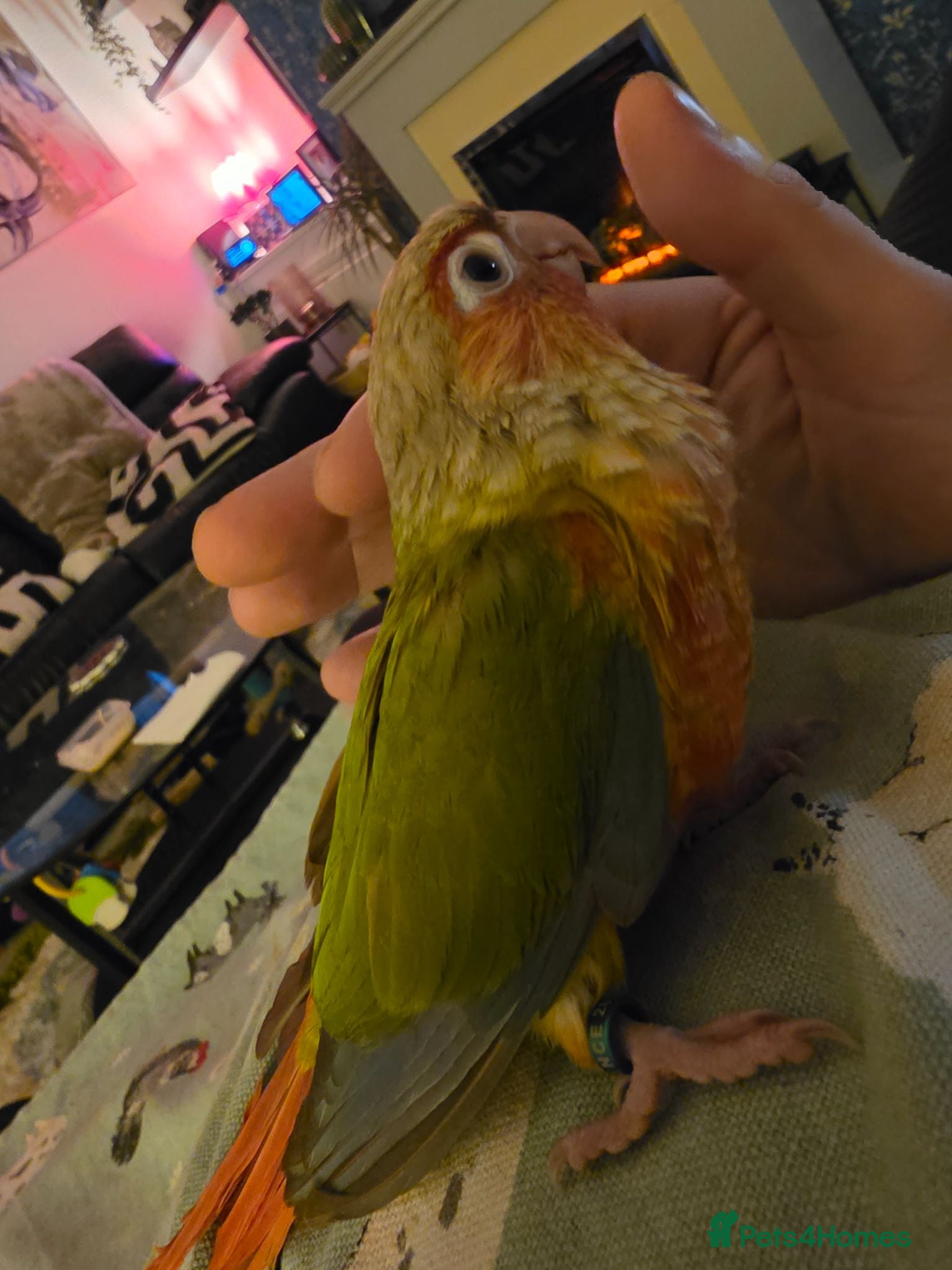 Conures birds Hand-reared RED Conure! 325 ono - Advert 17