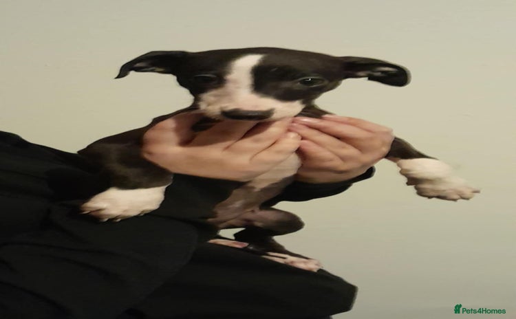 Whippet dogs whippet pups only 1 girl left  - Advert 13