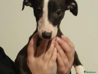 Whippet dogs whippet pups only 1 girl left - Advert 14