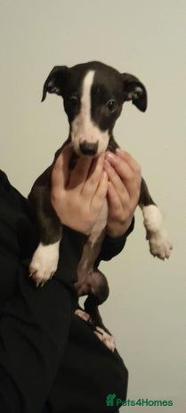 Whippet dogs whippet pups only 1 girl left - Advert 1
