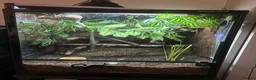 Chameleon reptiles for sale: 2 Yemen Chameleons  - Advert 1